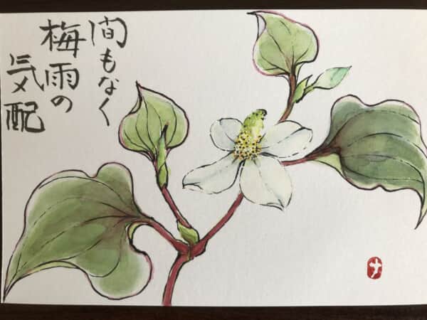 ドクダミ