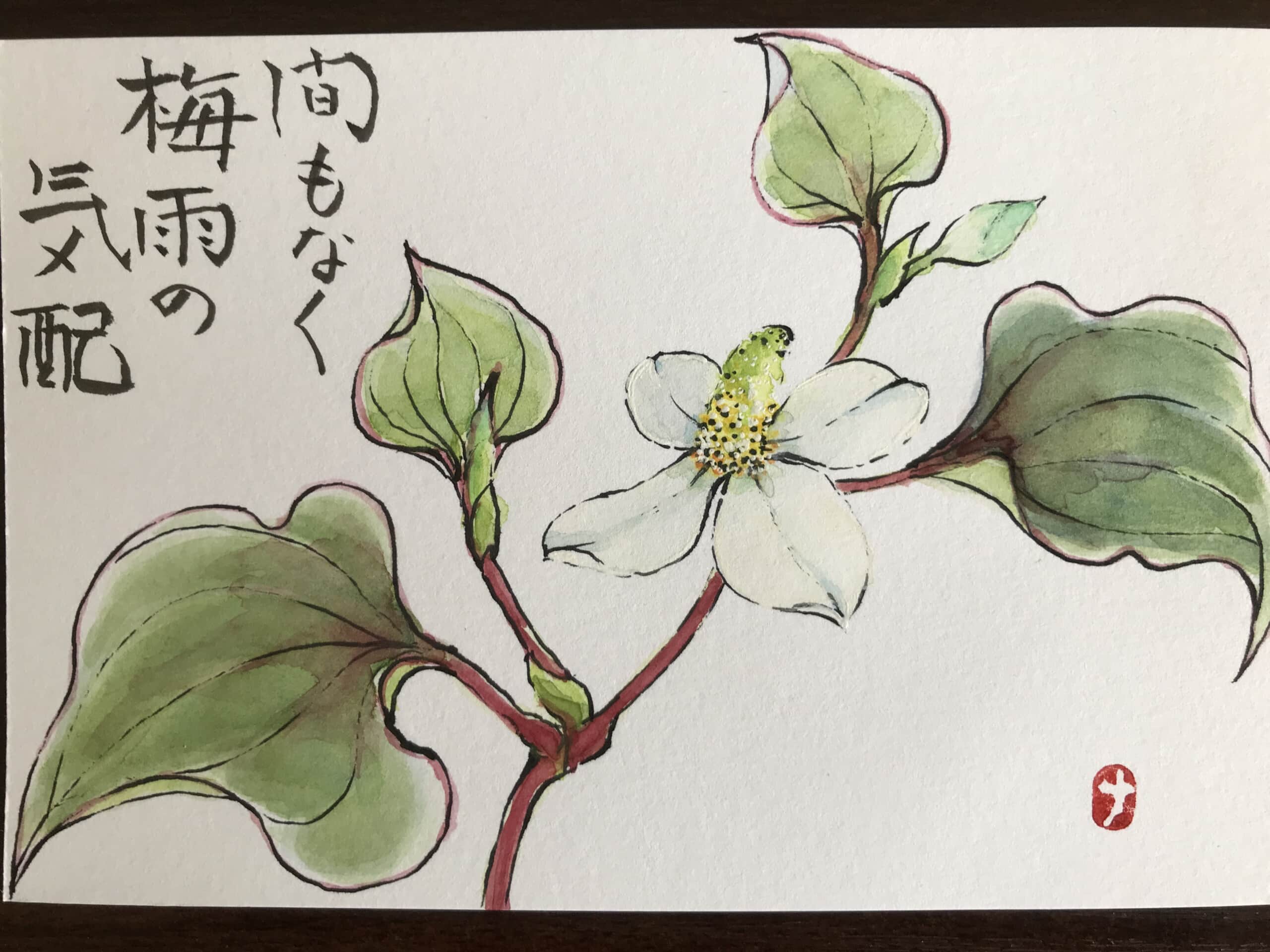ドクダミ
