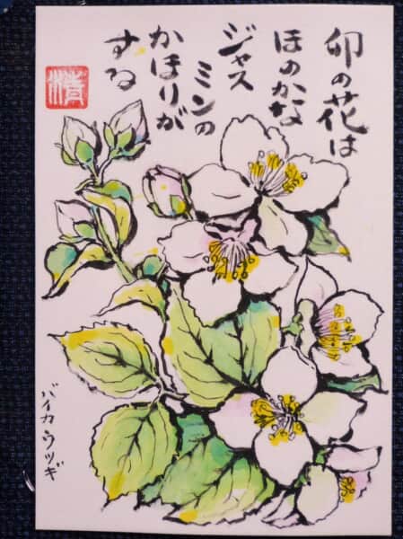 梅花空木