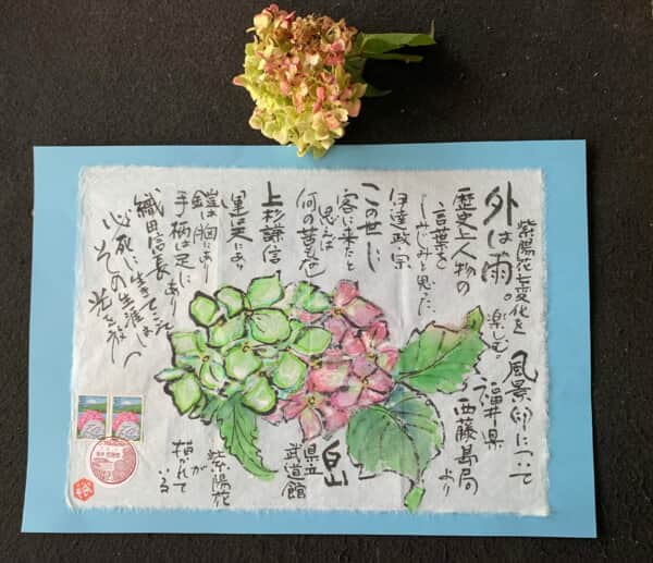 白、緑、赤色と変化する紫陽花