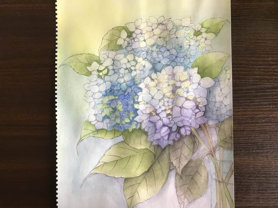 紫陽花