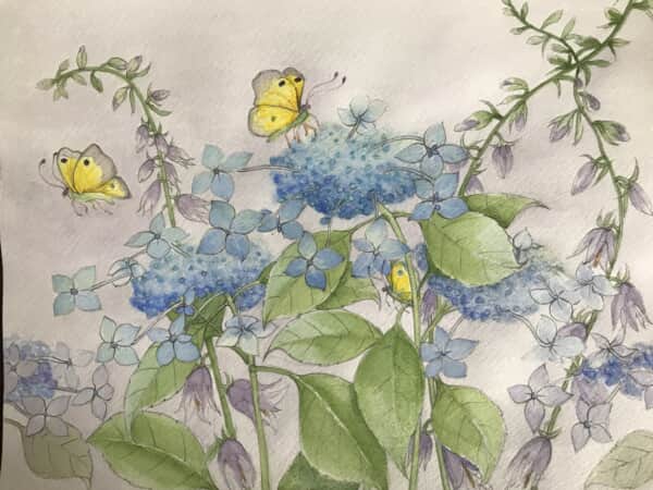 山紫陽花