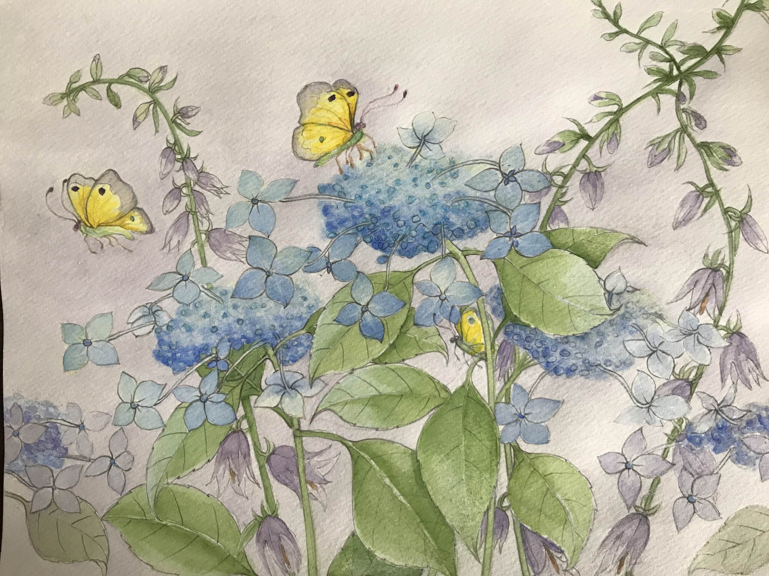 山紫陽花