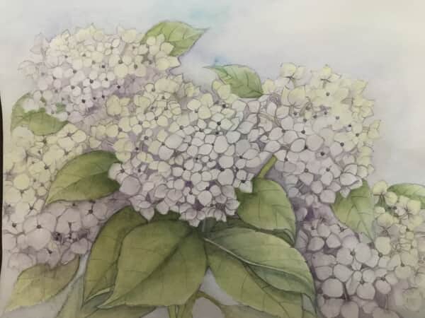 紫陽花
