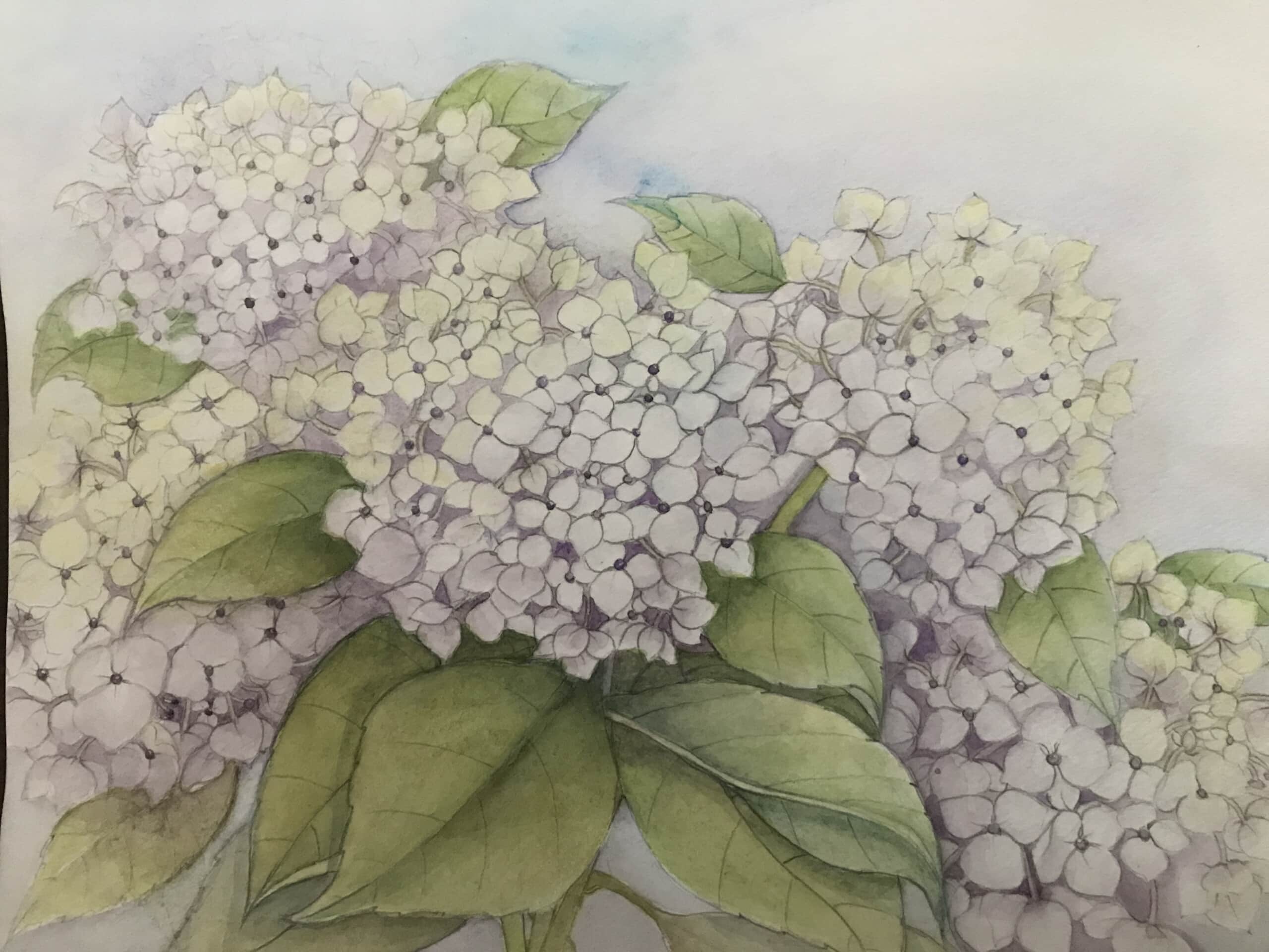 紫陽花