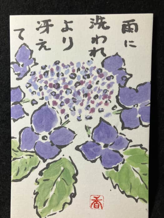 紫陽花