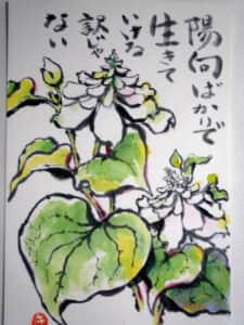 ドクダミ