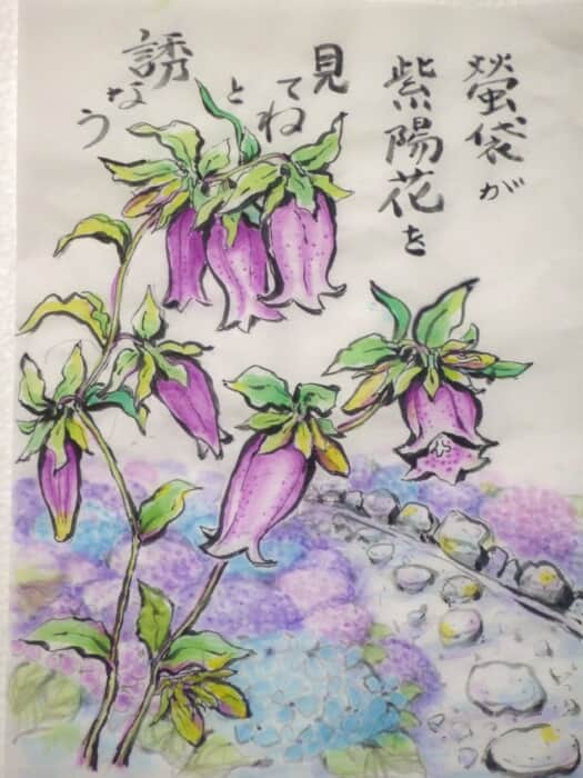 蛍袋と紫陽花