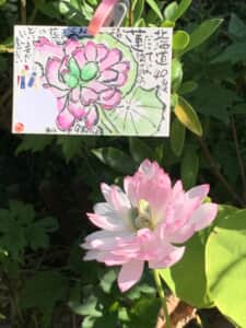 毎年咲く一輪のハス