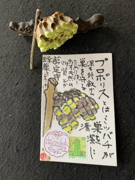 蜂の巣発見