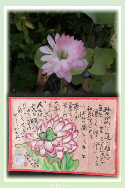 今年も咲きました。