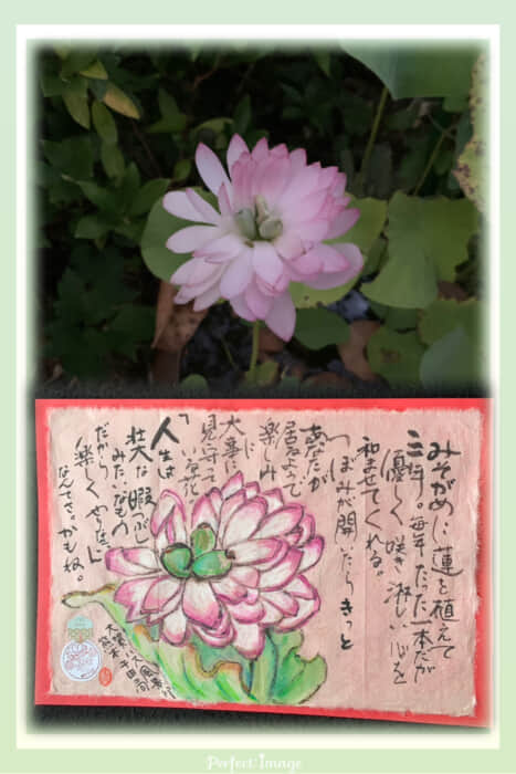今年も咲きました。