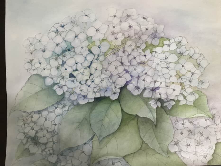 紫陽花