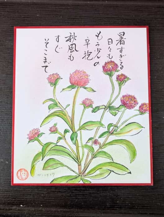 千日紅