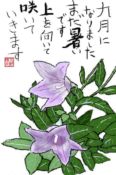 キキョウが咲きました