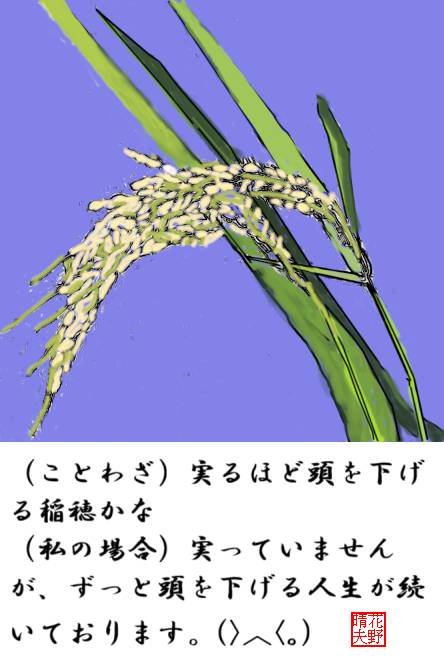稲穂を見て思うこと