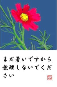 赤いコスモス一輪