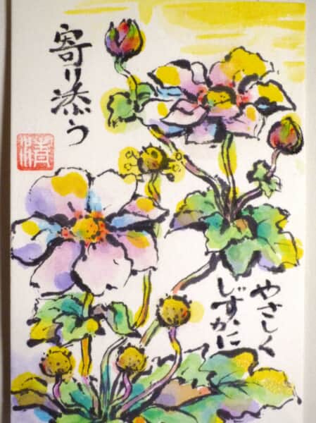 秋明菊