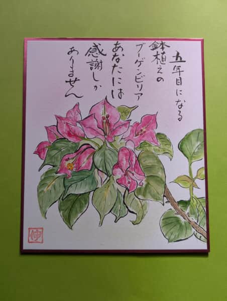 ブーゲンビリア