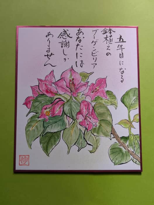 ブーゲンビリア