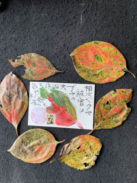 柿の落ち葉