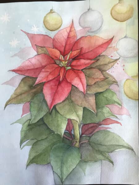 ポインセチア