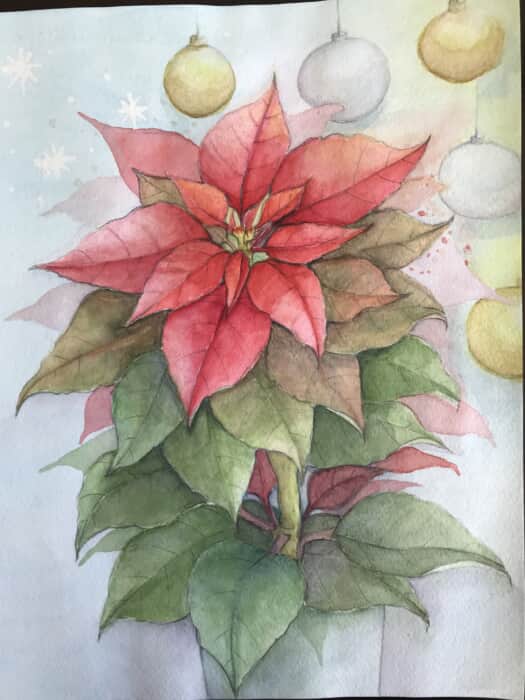 ポインセチア