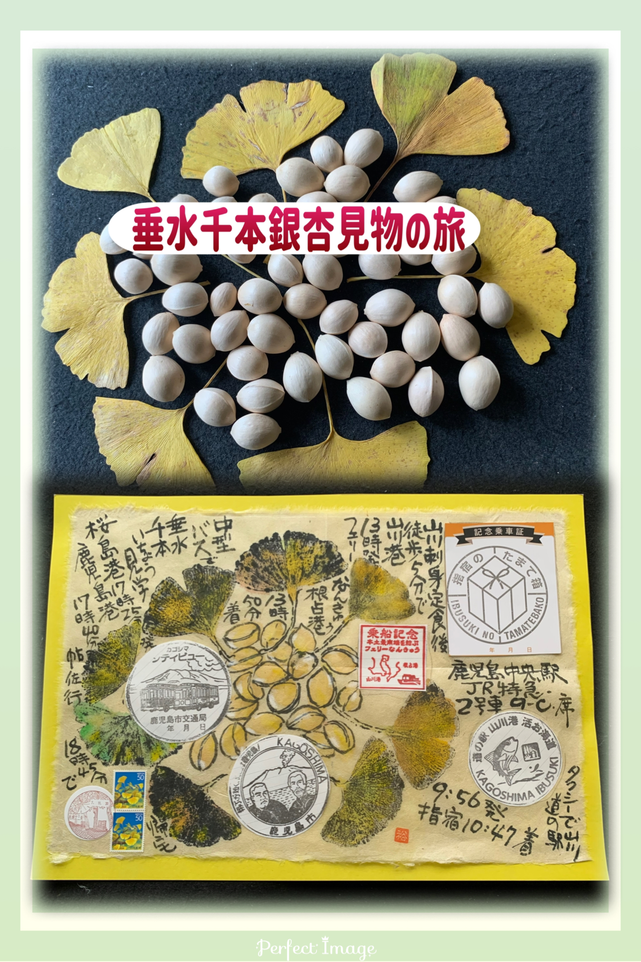 垂水の千本イチョウ見物の旅