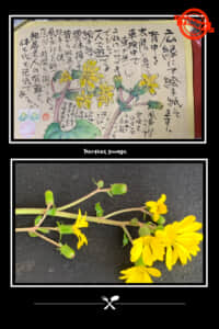 陽だまりの中に輝く花‼️