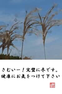 １２月のススキ