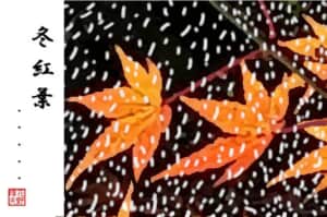 冬紅葉