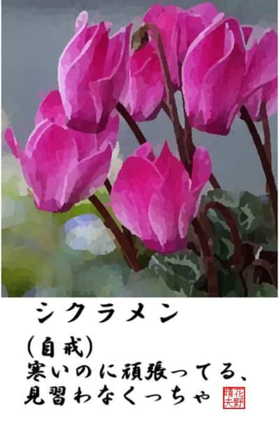 シクラメン