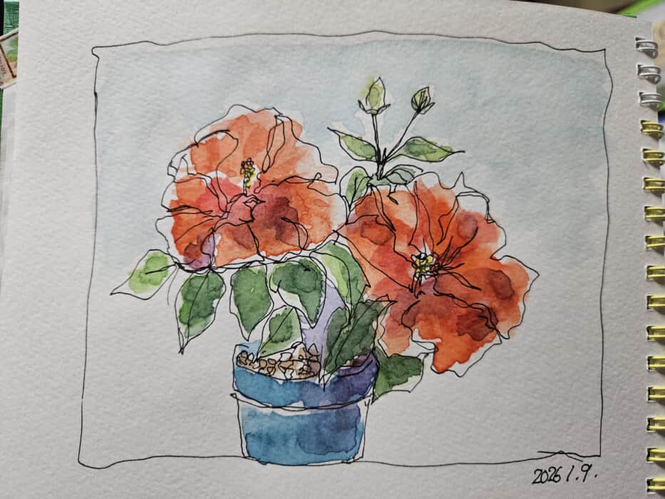 ハイビスカスが咲いています〜*