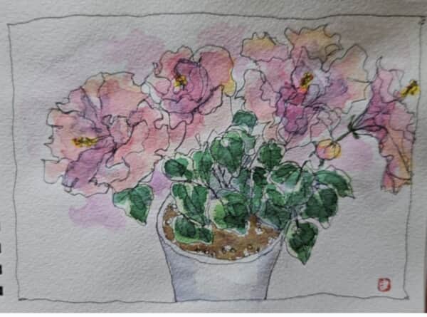 優しい色したハイビスカス～*