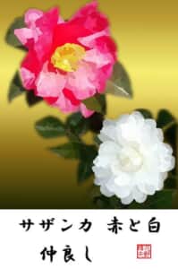 サザンカ 赤と白