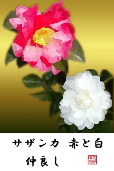 サザンカ 赤と白