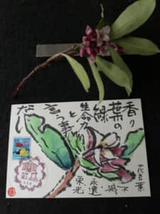 咲いた❗️咲いたよ‼️