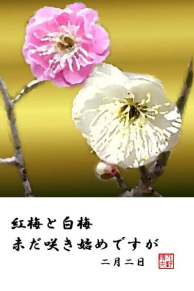紅梅と白梅　咲きはじめ