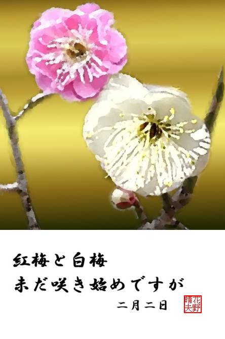 紅梅と白梅　咲きはじめ