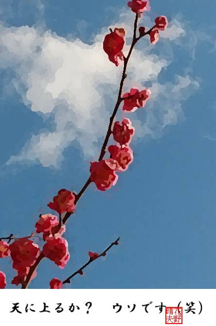 ウメ、天に上るか？ジョーク（笑）