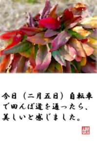 早春の田んぼ道で