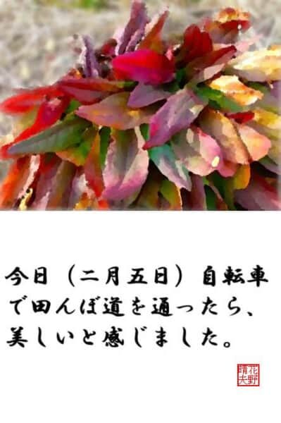 早春の田んぼ道で