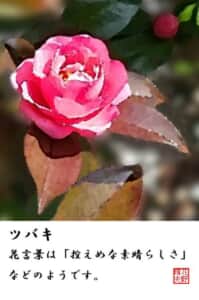 寒さの中のツバキ