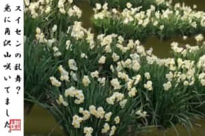 たくさんのスイセン