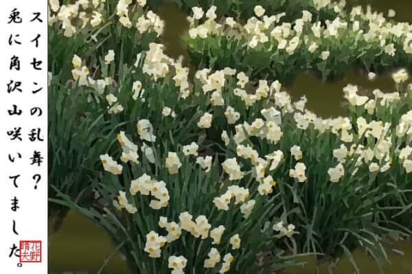 たくさんのスイセン