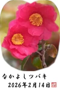 なかよしツバキ