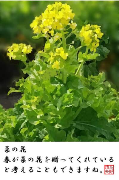 菜の花