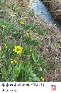 早春の小川の畔でPart1 ナノハナ