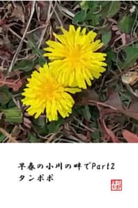 早春の小川の畔でPart2 タンポポ