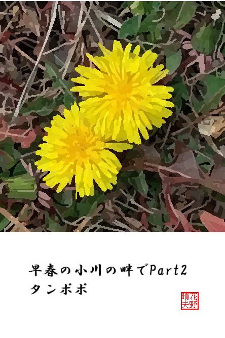 早春の小川の畔でPart2 タンポポ